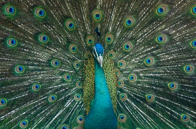 peacock