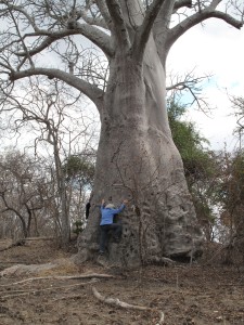 elliebaobab