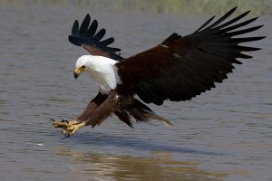 eagle